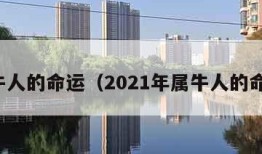 属牛人的命运（2021年属牛人的命运）